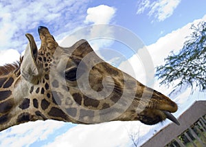 Giraffe photo