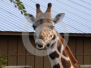 A Giraffe