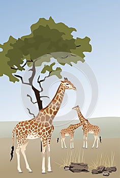 Giraffe