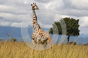 Giraffe