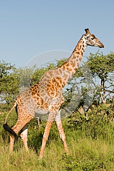 Giraffe