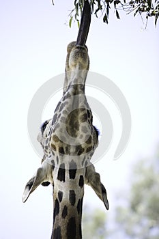 Giraffe 14