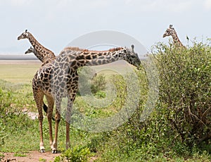 Giraffe