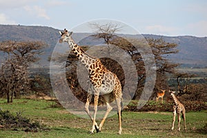 Giraffe