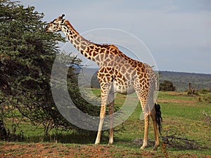 Giraffe img