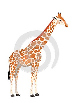 Giraffe photo