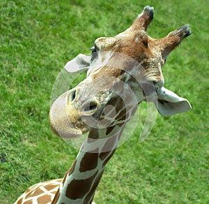 Giraffe