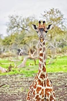 Giraffe