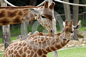 Giraffe