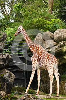 Giraffe