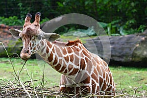 Giraffe