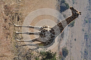 Giraffe