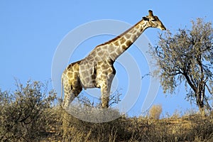 Giraffe