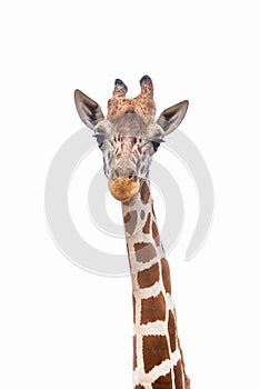 A giraffe