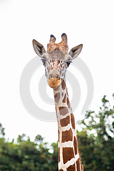 A giraffe