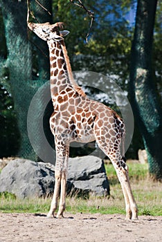 Giraffe