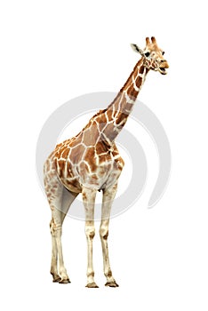 Giraffa 