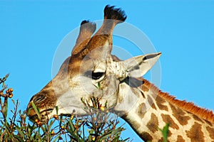 Giraffe