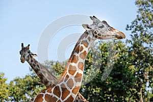 Giraffe