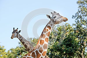 Giraffe