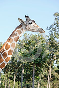 Giraffe