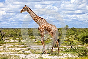 Giraffe