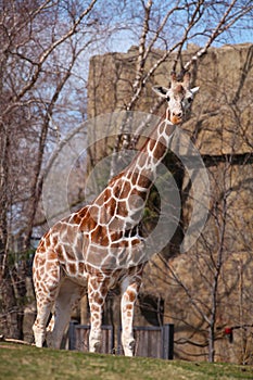 Giraffe