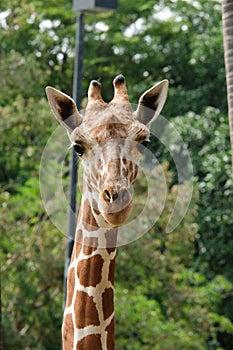 Giraffe