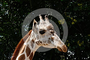 Giraffe