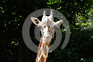 Giraffe