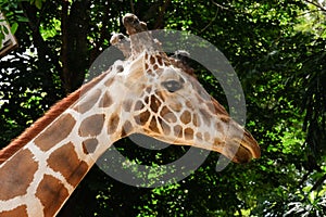 Giraffe