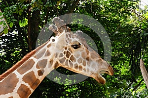 Giraffe