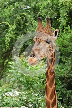 Giraffe