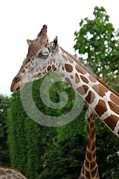 Giraffe