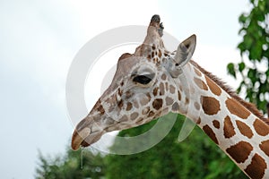 Giraffe