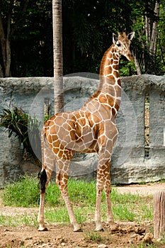 Giraffe