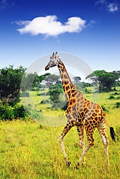 Giraffe