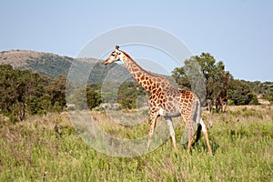 Giraffe