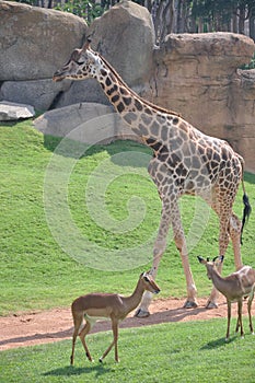 Giraffe