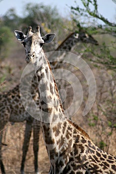 Giraffe