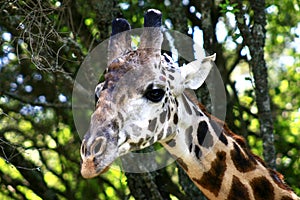 Giraffe