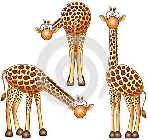 Giraffe