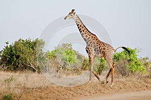 Giraffe img