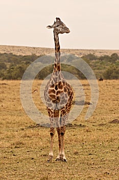 Giraffe