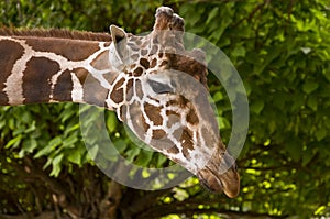 Giraffe