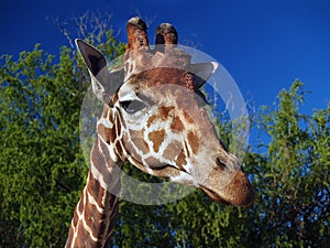 Giraffe