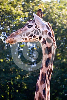 Giraffe