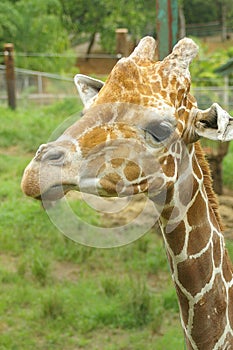 Giraffe