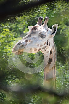 Giraffe