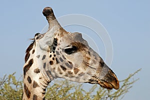 Giraffe